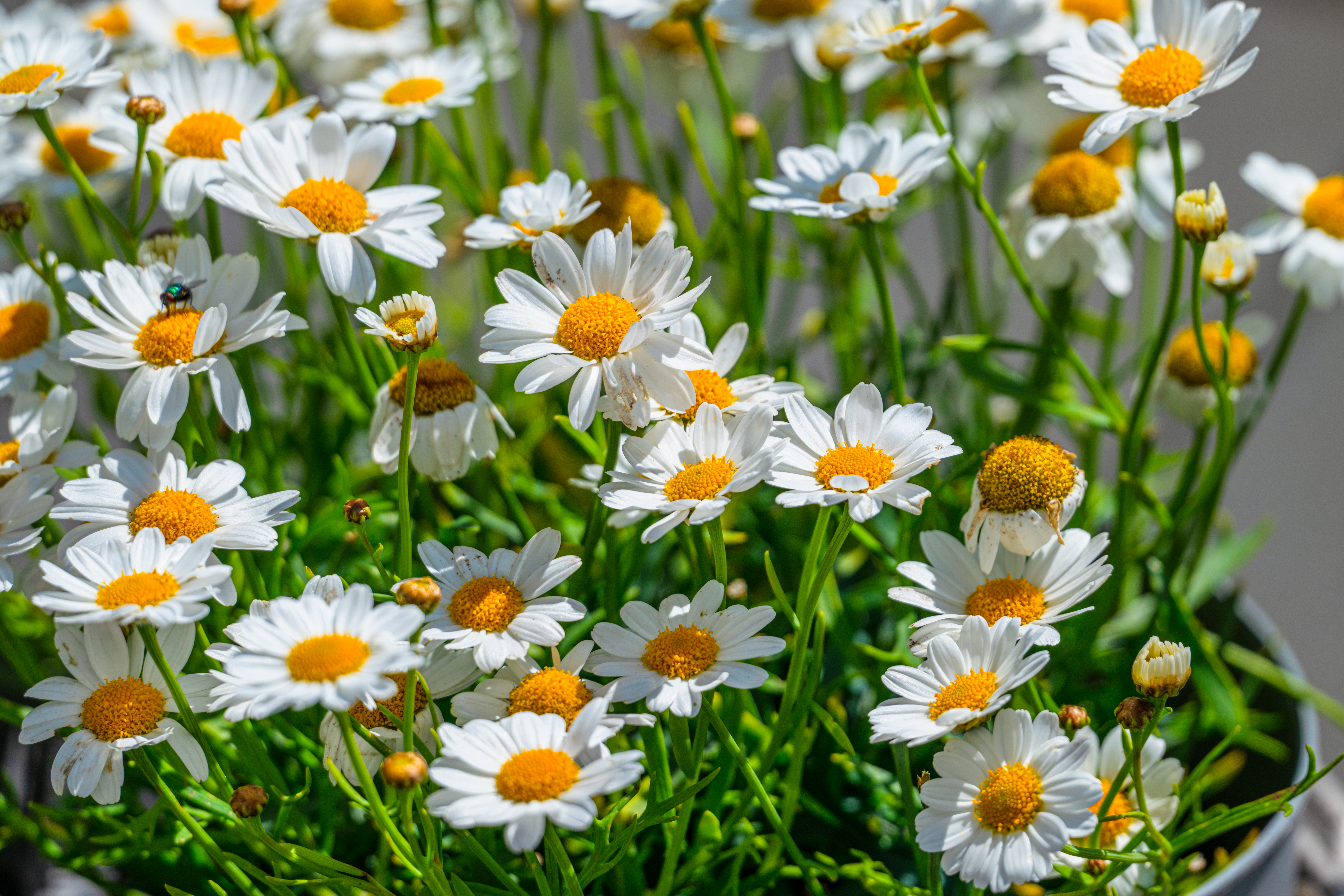Blomster